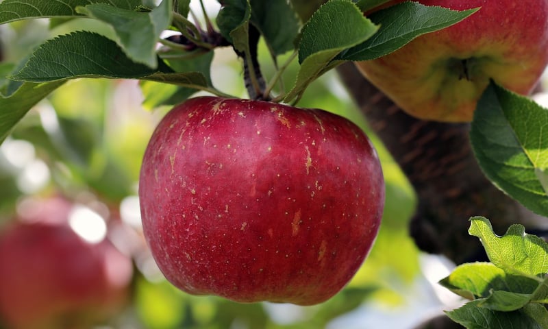 Fruit Trees in Pots