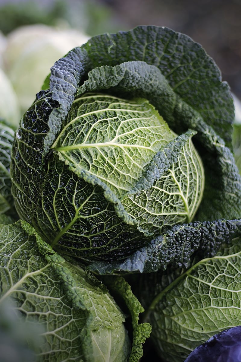Vegetables for Beginners